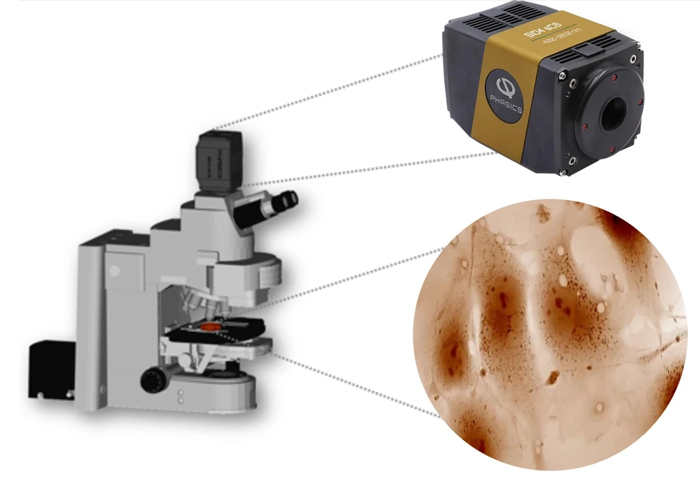 Phasics SID4 sc8 quantitative phase imaging camera showing the measurement of a biological sample