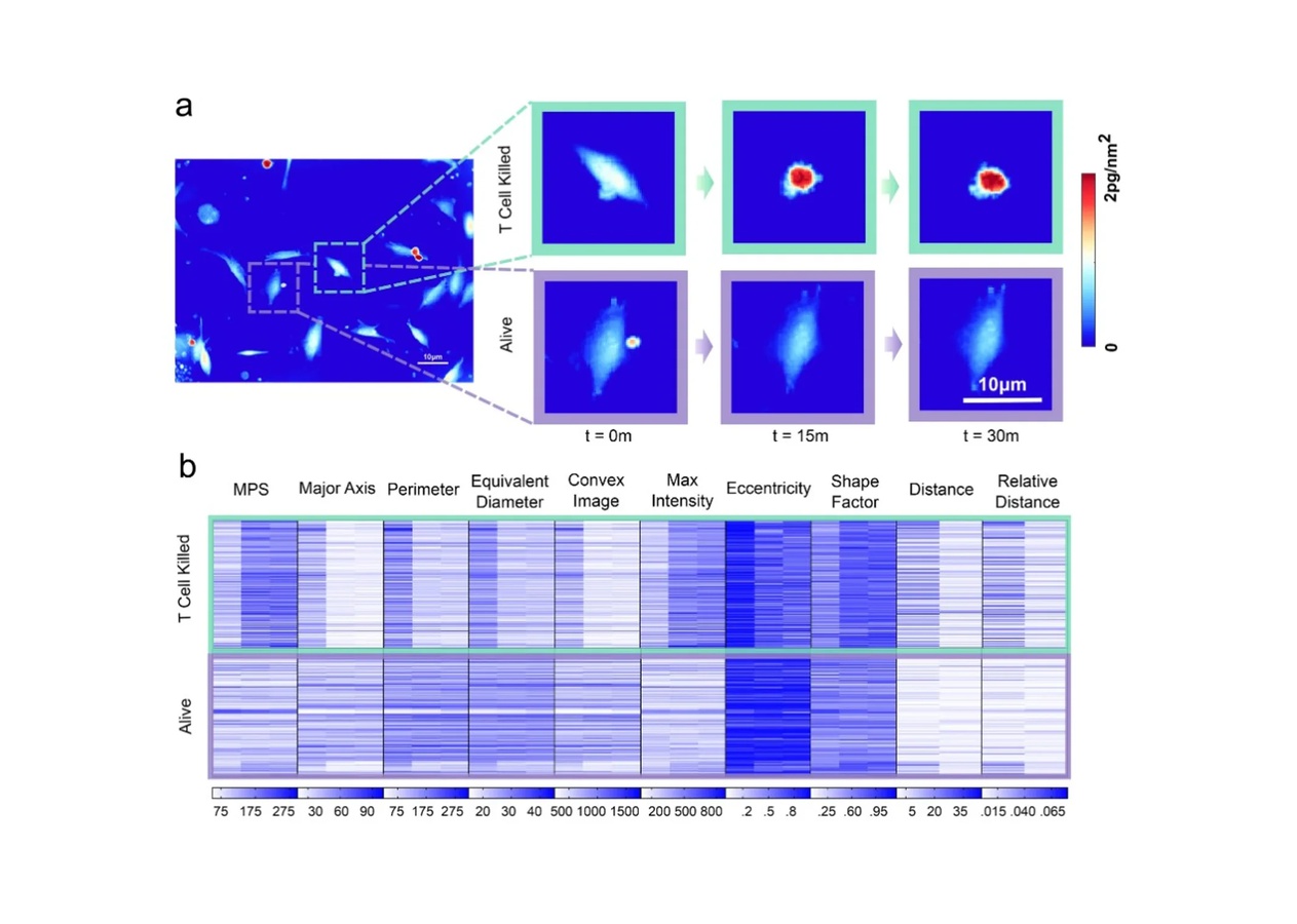 Progression of the quantitative phase density map during tumor-reactive T cell mediated killing and top ten extractable QPM features