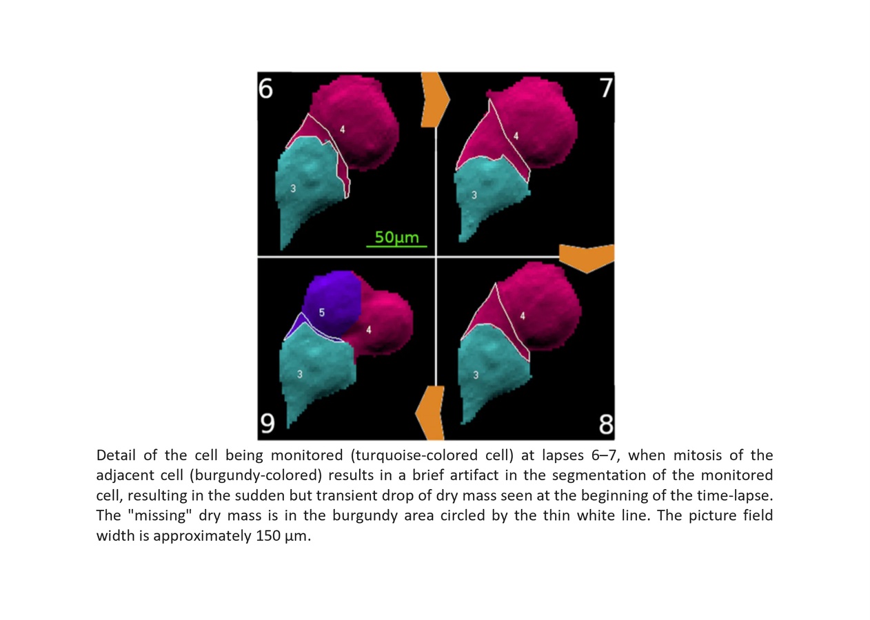 QPI images of segmented cells within cell population during mitosis