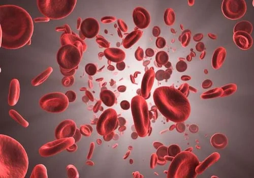 red blood cells - hematology