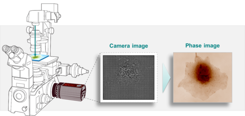 Plug and play Quantitative Phase Imaging camera used in for cytology