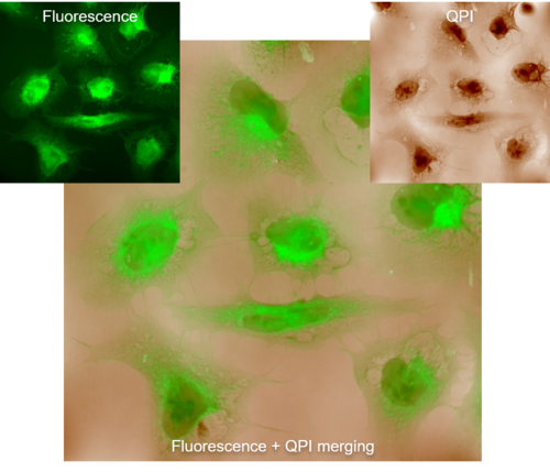 Fluorescence and quantitative phase images of U20S cells tagged with Phalloidin to identify actin filaments