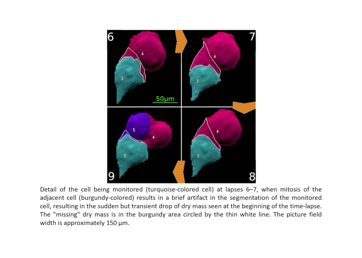 Quantitative phase microscopy for non-invasive live cell population ...